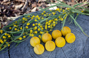 Wattle